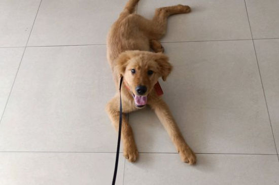 家养大型犬养什么合适
