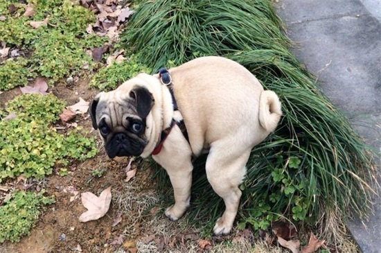 狗拉屎能训练用猫砂吗