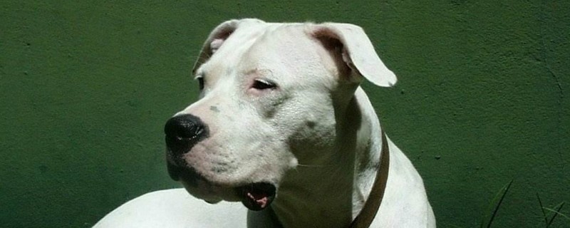 养杜高犬危险吗