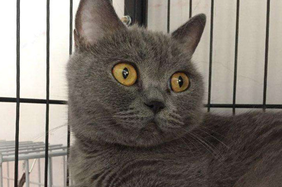 蓝猫抓老鼠吗