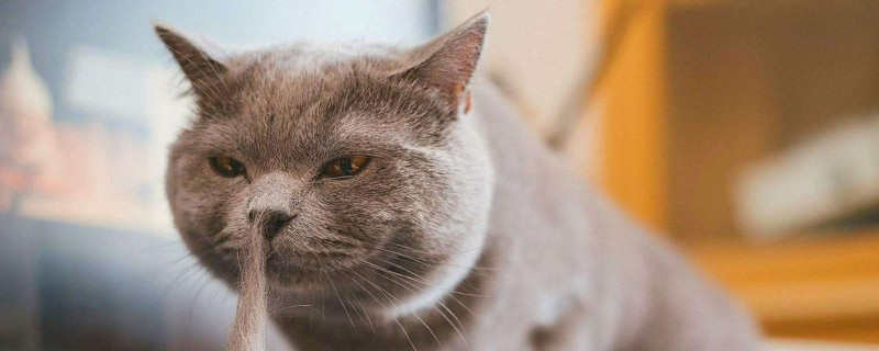猫掉毛妙招