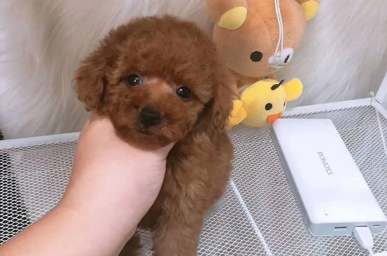 银狐犬和泰迪哪个好，泰迪体型小不掉毛更适合家养