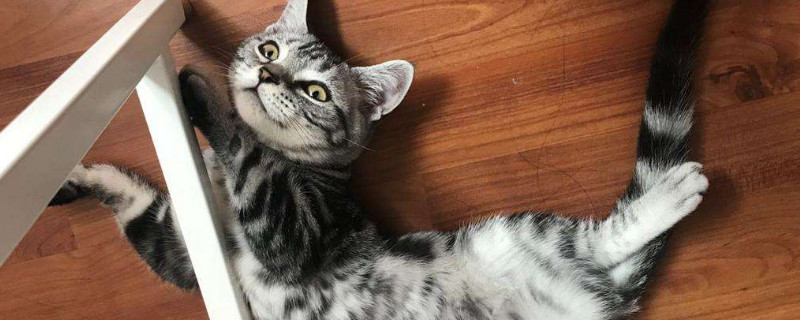 猫癣怎么治好得快