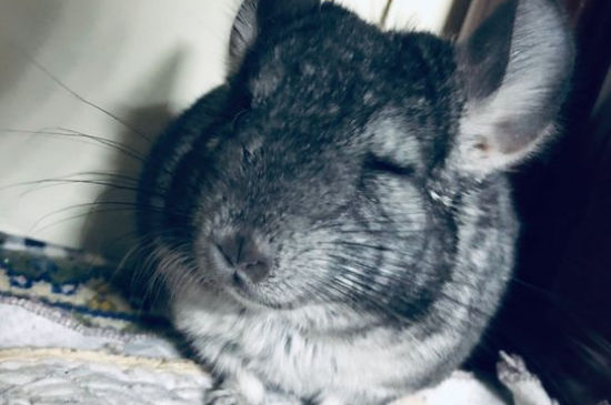 龙猫为啥这么贵