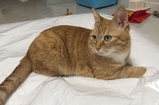 猫吃老鼠不怕细菌吗