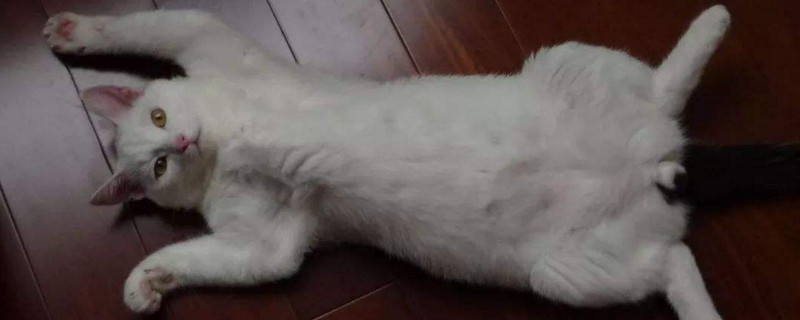 猫咪突然爱叫啥原因