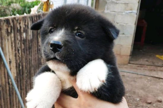 幼犬摔到头的症状