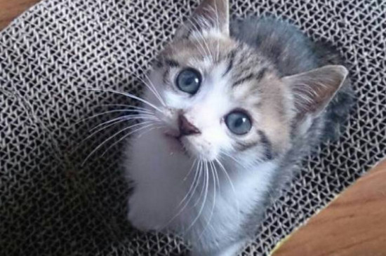 母猫尿频尿血怎么回事