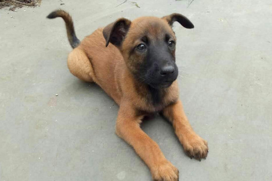 家养马犬要注意什么，这三个禁忌应避免触犯