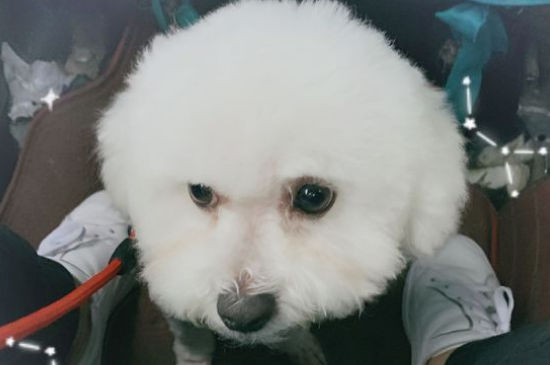 狗在几秒内找出发声的方向
