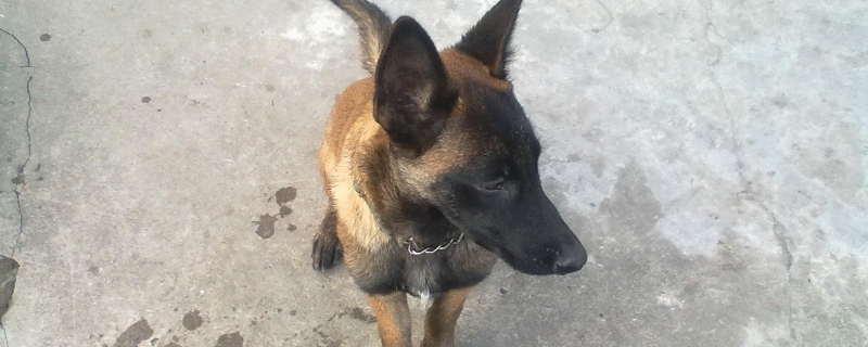 马犬多大变凶