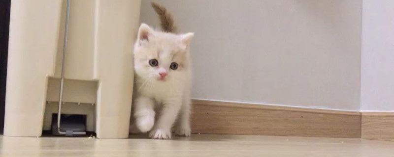 为什么好多人喜欢养猫
