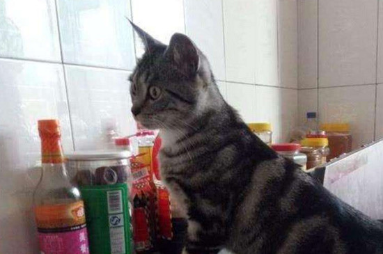 猫互相咬脖子