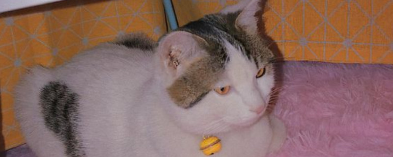 猫下巴脱毛秃了红红的