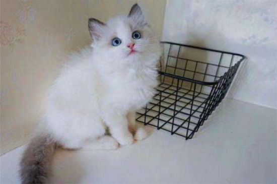 猫鼻支要死的征兆