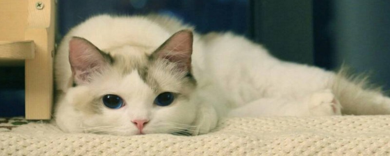 猫鼻头干燥