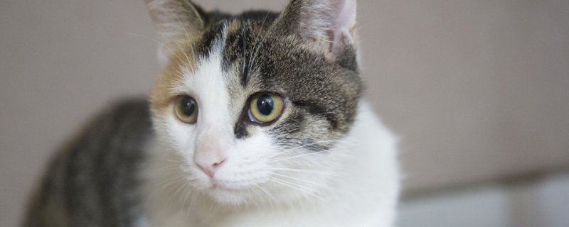 猫的应急反应