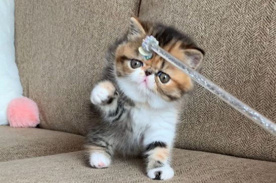 加菲猫口臭怎么办
