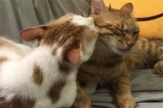 小猫拉水怎么办