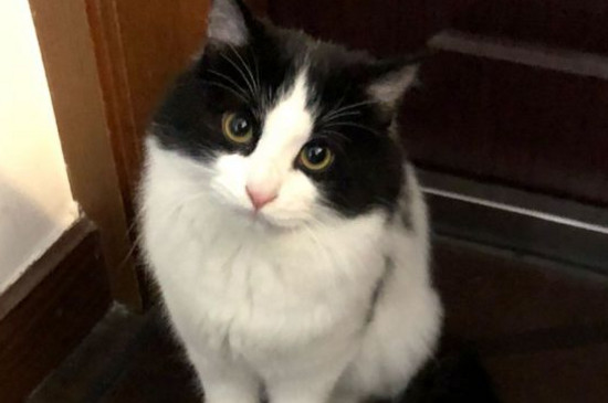 猫吃蟑螂会不会生病