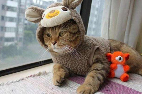 猫咪可以养在阳台上吗