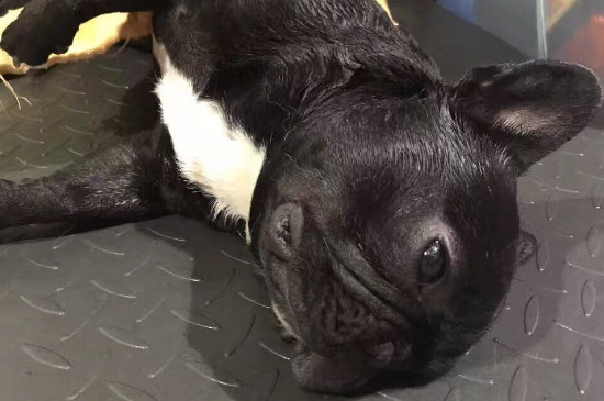 狗狗溺水怎样算是死了