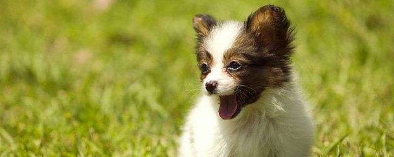 蝴蝶犬幼犬吃什么