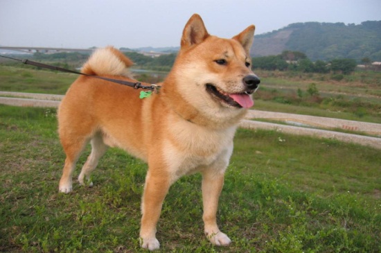 柴犬多大成年