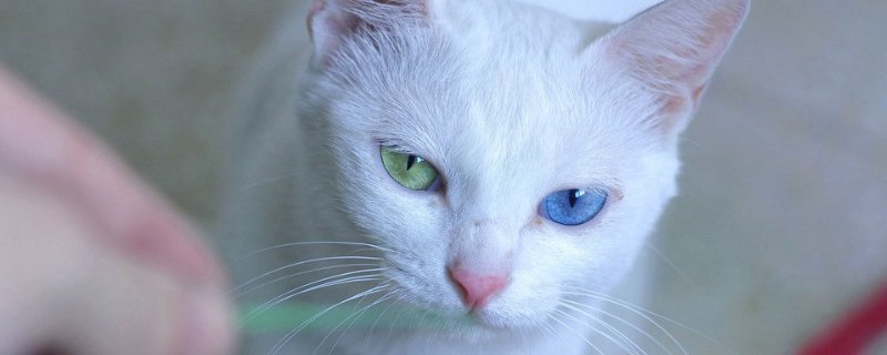 猫眼睛有黄黄的分泌物