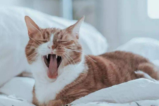 猫咪为何要抱咬主人