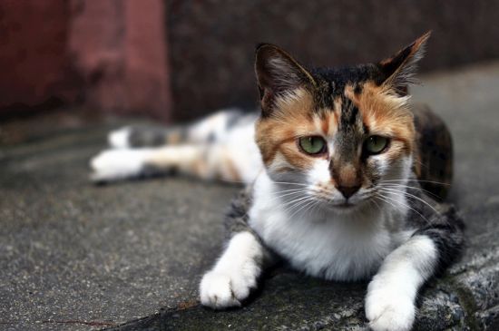 猫羊水破了不生怎么办