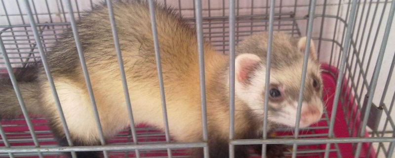 养宠物貂开销大吗