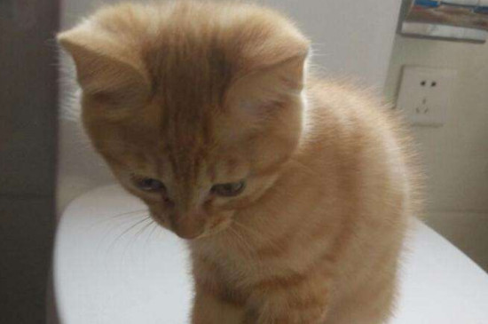 小猫挠破皮了用打针么