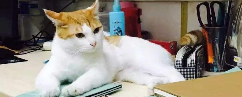 如何制作成颗粒状猫粮
