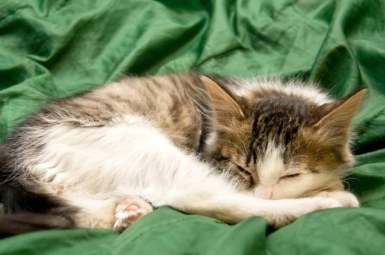 猫掏耳朵舒服还是难受