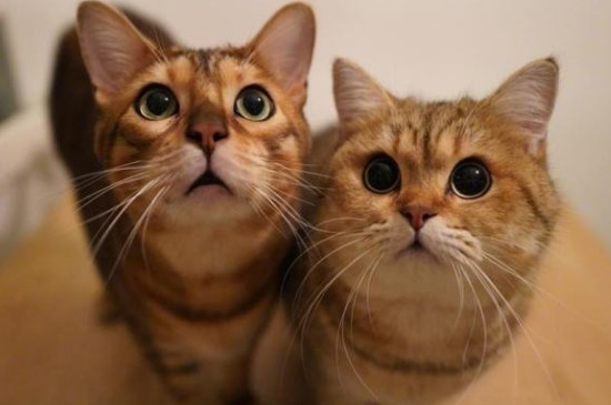 猫咪眼睛上面的毛稀疏