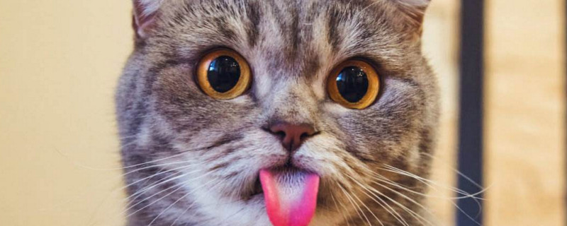 母猫喂奶为什么一直喘