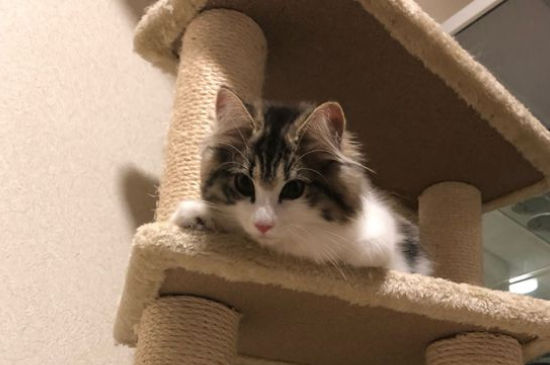 挪威森林猫粘人吗