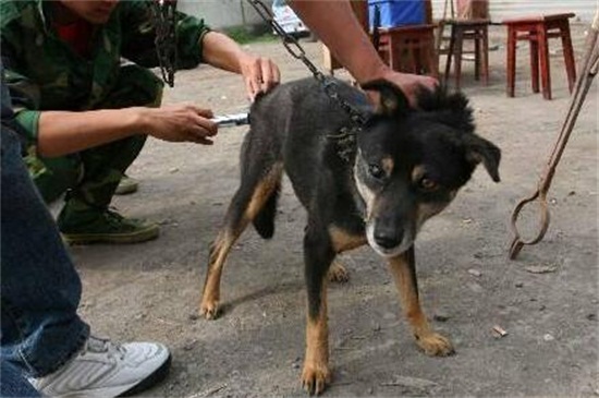 狗有狂犬病一定会死吗