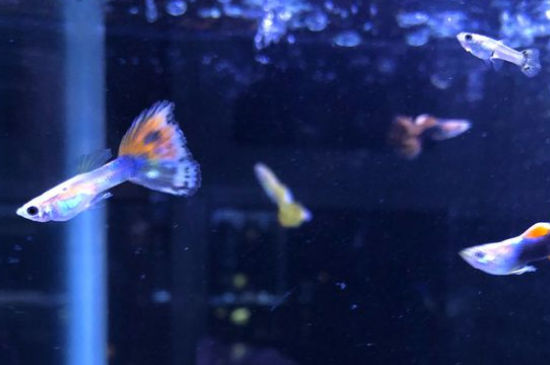 孔雀鱼有了胎斑多久生