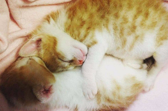 猫咪冷的表现