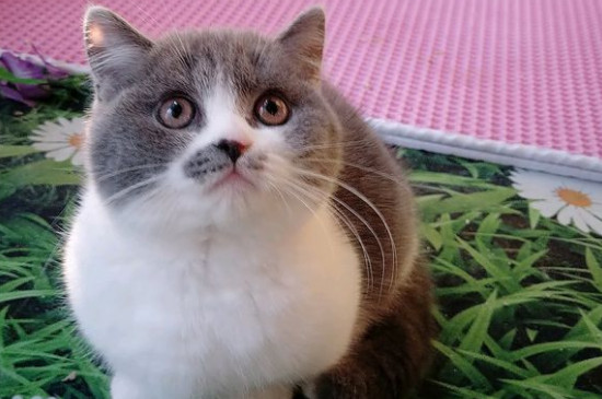 怎么判断猫是不是矮脚