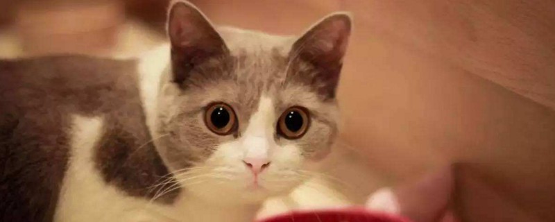 如何在9平米的房间养猫