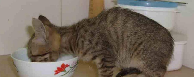 小猫死了母猫会怎么样