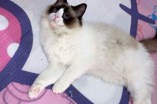 猫咪流口水滴水状