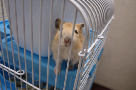 仓鼠近亲能繁殖吗