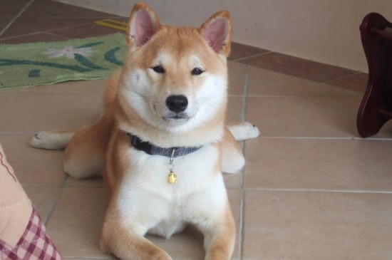 柴犬体味重吗，不太重但要定期做清洁护理