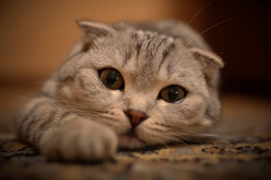 猫肚子有虫的症状