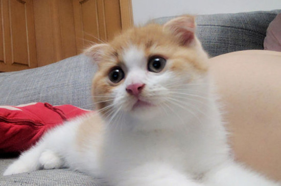 折耳猫可以补钙吗