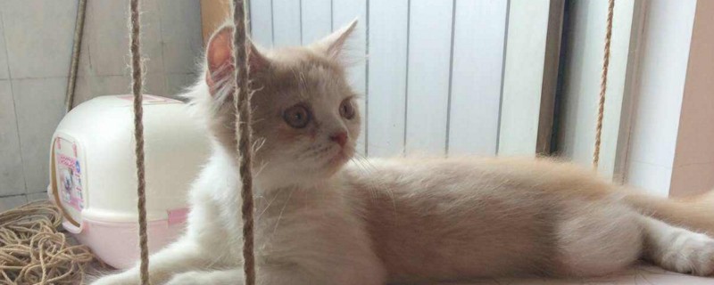 小猫爱咬人长大会改吗